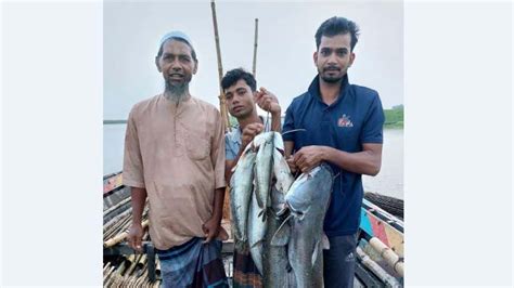 যমুনায় ধরা পড়ছে ঝাঁকে ঝাঁকে বোয়াল