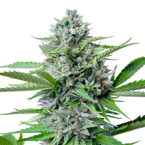 Fast Eddy Cbd Auto Cannabis Seeds For Sale North Atlantic Seed Co