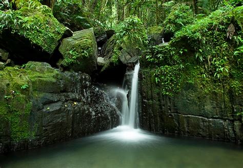 Tropical Rainforest: Tropical Rainforest El Yunque