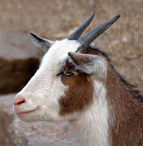 Capra hircus hircus
