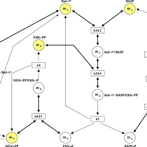 Rkip Inhibited Erk Pathway Download Scientific Diagram