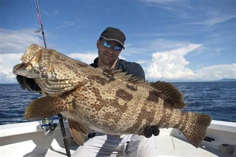 Snapper Vs Grouper A Comprehensive Guide Ouachitaadventures