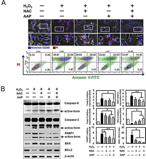 Nac Aap Protected Hadmscs Against H O Induced Apoptosis And Necrosis