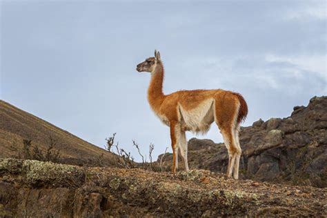 14 Wild Animals in Argentina [Wildlife in Argentina] - Kevmrc