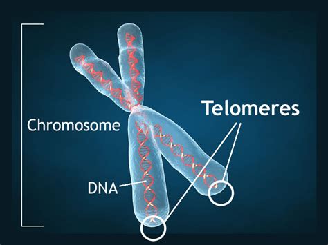 Telomeres: Increase Longevity by Protecting Your DNA | Foundation for ... 