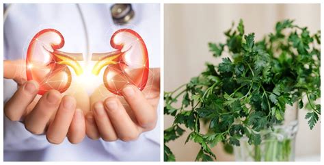 Depura tus riñones con agua de perejil Mejor con Salud