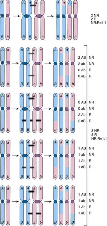 Basis For Linkage Analysis And Association Basicmedical Key