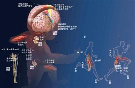 头脑简单，四肢能真的发达吗？内马尔新浪科技新浪网