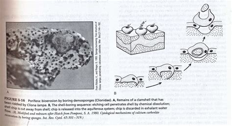 sponge diagrams and photos