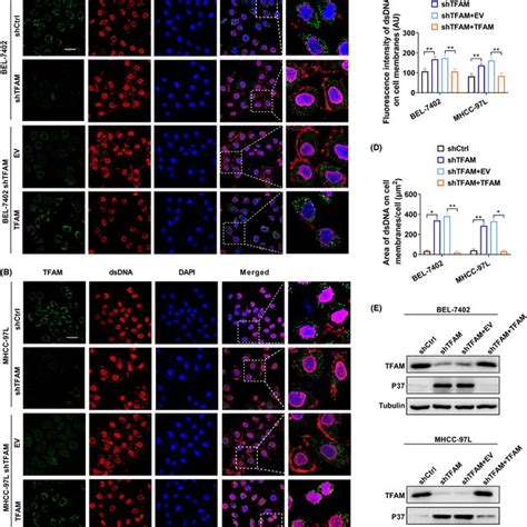 Mitochondrial Transcription Factor A Tfam Overexpression Dramatically