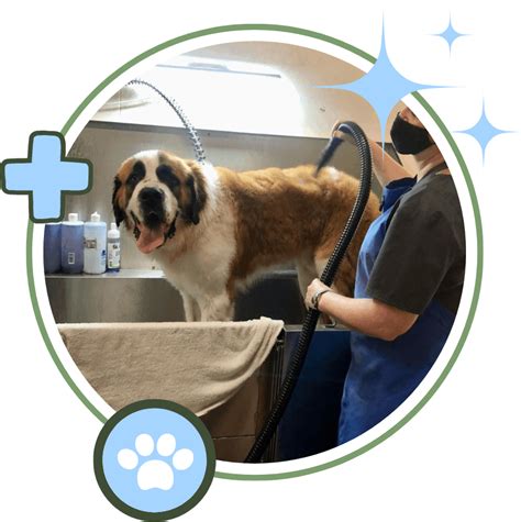 Pet Grooming In Winterville, NC | Winterville Animal Care