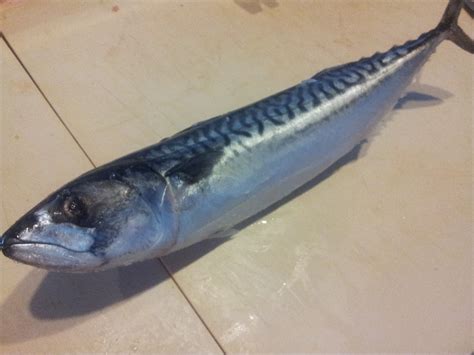 Moriawase: Saba - Cured Mackerel!