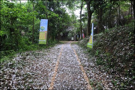 2021客家桐花季全台油桐花賞桐景點情報！除了四月雪小徑、夢幻桐花步道，還有其他秘境報你知！ 第5頁 Cp值