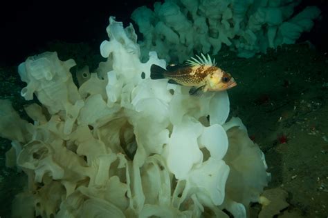 Howe Sound Glass Sponge Reef Initiative Sunshine Coast Ocean Festival