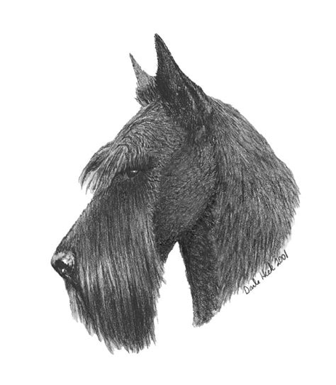 scottish terriers head showsight magazine