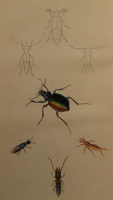 An Introduction To Entomology Or Elements Of The Natural History Of Insects With Plates 4