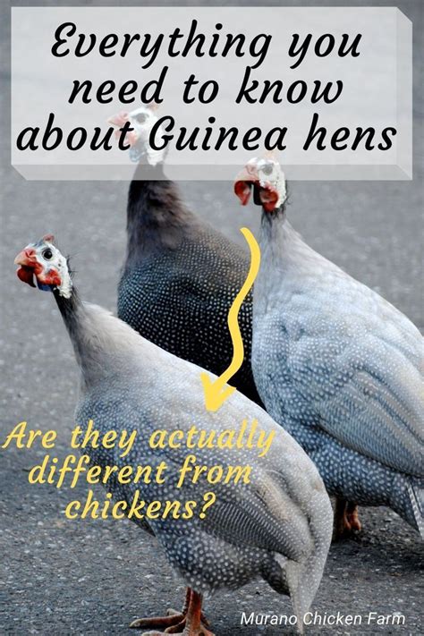 Are Guinea Fowl Good With Chickens Artofit