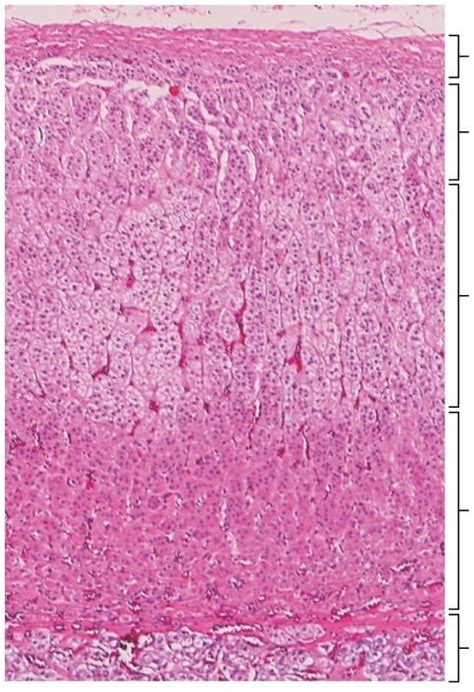 Adrenal Gland (Histology) Diagram | Quizlet