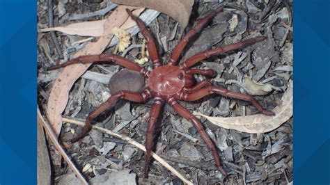 New 'giant' spider discovered in Australia | kcentv.com