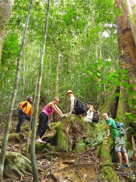 Jungle Trekking Expedition Adventure Jungle Track In Bukit Lawang