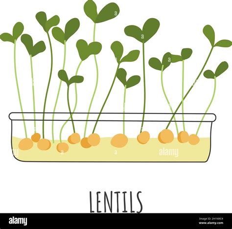 Lentils Seedling Growth Im Genes Vectoriales De Stock Alamy