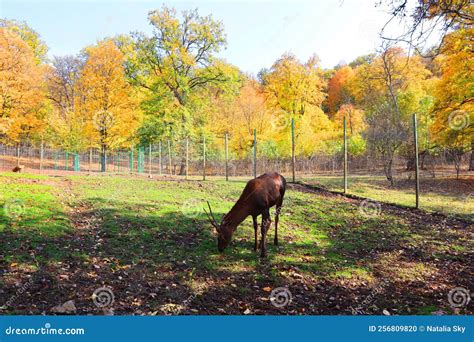 Center For Breeding Caucasian Deer In Dilijan National Park Armenia