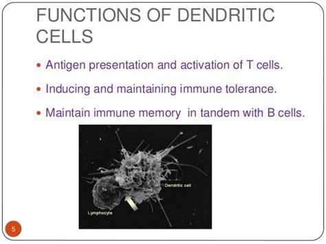 Dendritic Cells