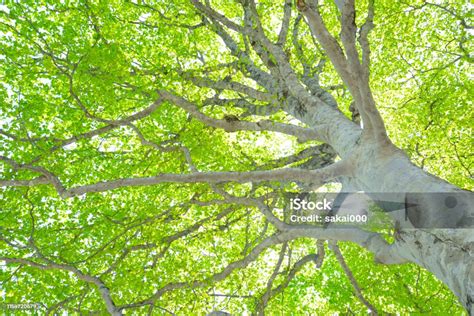 Pohon Beech Hijau Segar Foto Stok Unduh Gambar Sekarang Jepang