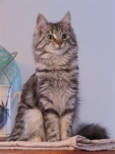 Maine Coon Cross British Shorthair Beli Sekarang Aja