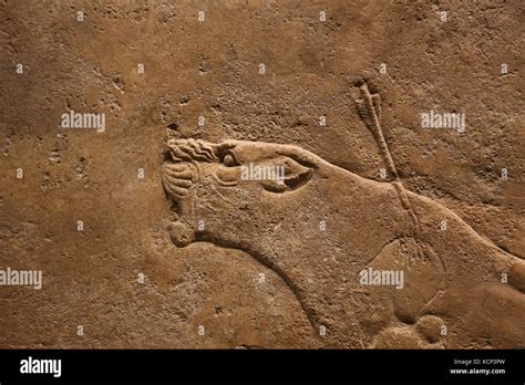 Hunting Mesopotamia Lion Relief Injured Lioness Neo Assyrians