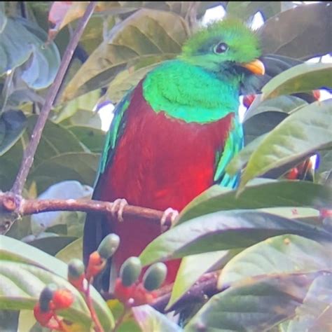 【コスタリカ旅行】世界で最も美しい幻の鳥「ケツァール」を探して のんびりまったりパナマ生活