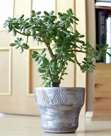 Jade Plant Care Complete Guide To Growing Crassula Ovata Smart