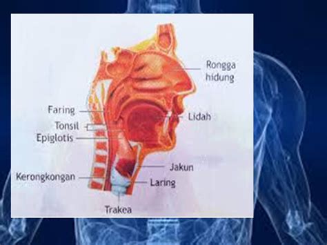 Tujuan Pembelajaran Jenis Jenis Pernapasan Penyakit Atau Gangguan Pada