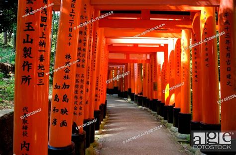 Torii gates at Inari shrine in Kyoto, Stock Photo, Picture And Low ...