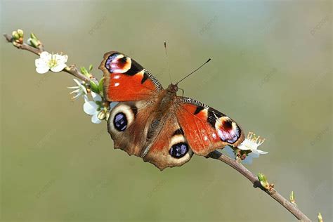 Fondo Mariposa Pavo Real Inachis Io Metamorfosis Mariposa Oruga Foto E