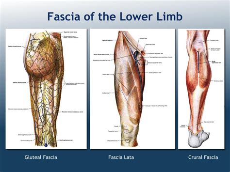 Gross Anatomy Lower Limb - Fascia Lata , fascia lata - delegacion.uc3m.es