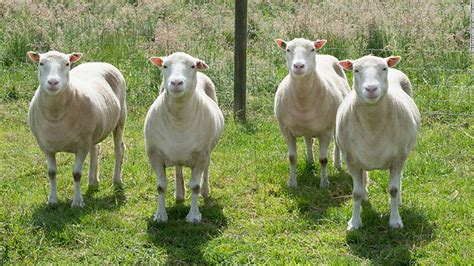 Dolly the sheep's cloned sisters enjoy good health - CNN