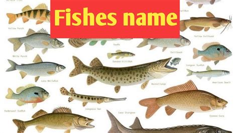 Fish Vocabulary Fish Name In English With Picture Fishes Name Name Of