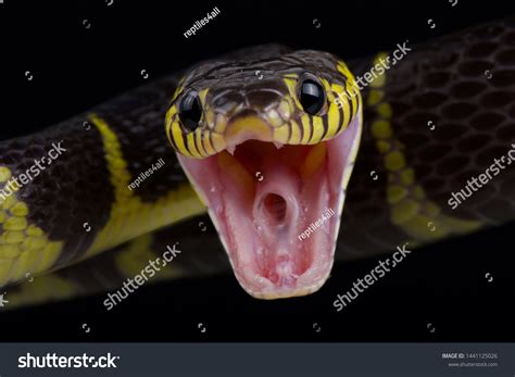 15,223 Fangs Bite Images, Stock Photos & Vectors | Shutterstock