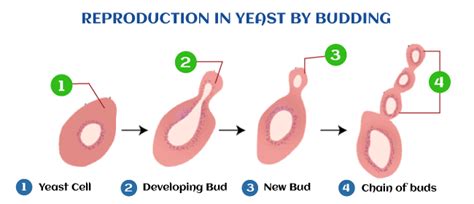 Budding Javatpoint