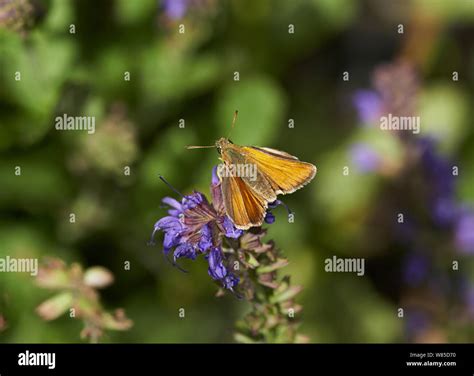 Small Skipper Butterfly Thymelicus Sylvestris Sussex England Uk