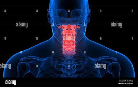 Cervical Vertebrae Hi Res Stock Photography And Images Alamy