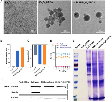 Combined Surface Functionalization Of MSC Membrane And PDA Inhibits