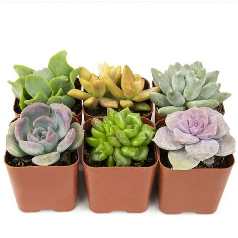 Altman Plants Live Succulent Plants 6-Pack - Live Succulents Plants ...