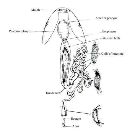 Digestive System of Labeo rohita - Biology Educare