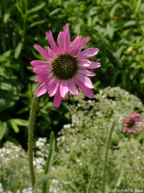 Echinacea Angustifolia Narrow Leaved Purple Coneflower Minnesota