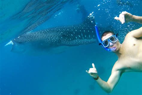 Cebu Diving Whale Shark Season | Kids Matttroy