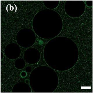 Confocal microscopy images of Pickering emulsion droplets recorded ...