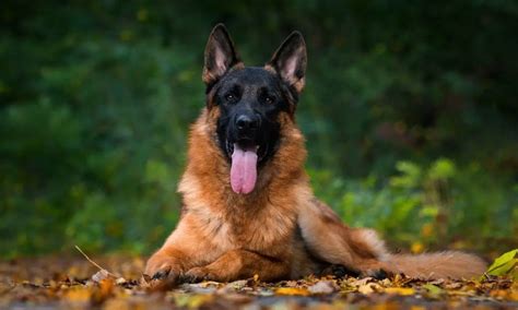 13 Recognized German Shepherd Coat Colors | German Shepherd Country