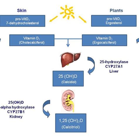 Vitamin D Synthesis Main Forms Of Vitamin D In Nature Are Vitamin